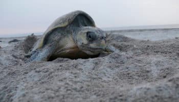 Michoacán | Profepa transfiere más de 7 mil huevos de tortuga golfina para su protección