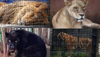 ¿Cómo lucen los felinos a dos años del Black Jaguar? | Video