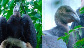 Nombran ‘Sol’ y ‘Luna’ a crías de Cóndor de California en el zoológico de Chapultepec | Video