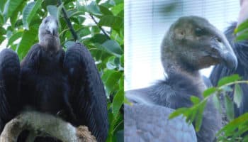 Nombran ‘Sol’ y ‘Luna’ a crías de Cóndor de California en el zoológico de Chapultepec | Video