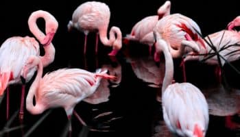 Flamencos se refugian en baño ante el paso del huracán 'Ian' | Foto