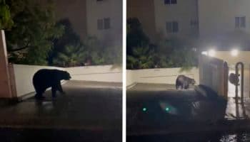 Captan a un oso negro paseando por las calles de Monterrey tras las intensas lluvias | Video