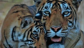 Cerca del 70% de la fauna salvaje desapareció desde 1970: WWF | Informe