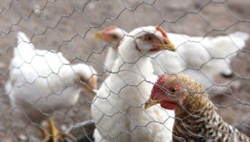 México se declara territorio libre de gripe aviar, subtipo H5N1