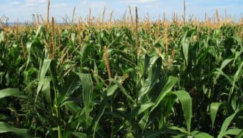 El complejo y olvidado sector agrícola mexicano | Artículo