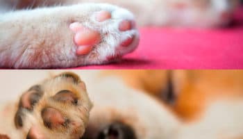 Las patas de tus perros huelen a frituras #Niñonautas con Kirén Miret | Video