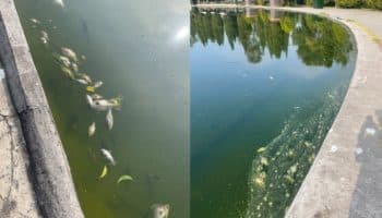 UNAM investigará muerte de peces en Chapultepec: Sheinbaum