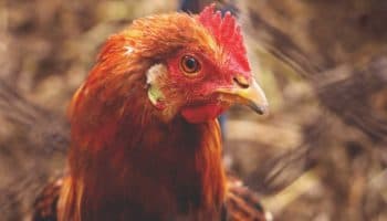 Alquilar una gallina, una moda en auge en EU ante los cambios en el precio del huevo