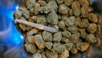Consumo de cannabis y alucinógenos en EU alcanzó máximos históricos en 2023