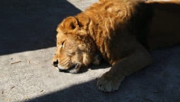 Profepa traslada últimos felinos de Black Jaguar