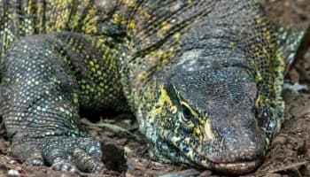 'Varano del Nilo' rescatado en Xochimilco podrá visitarse en el Zoológico de Chapultepec
