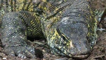 'Varano del Nilo' rescatado en Xochimilco podrá visitarse en el Zoológico de Chapultepec