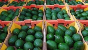 Estados Unidos suspende importación de aguacate michoacano por crisis de seguridad
