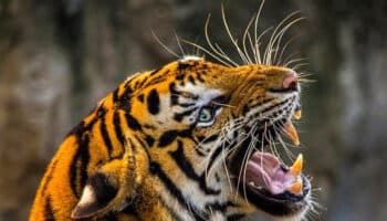 Matan a tigre que escapó de parque temático en antigua hacienda de Pablo Escobar