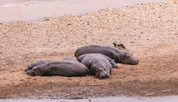Colombia trasladará hipopótamos de Pablo Escobar a México | Video