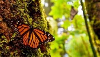 Tala ilegal en biosfera de la monarca no es generalizada: WWF | Entérate