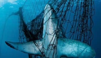 Aplican embargo comercial a México por fracasar en la protección de la vaquita marina