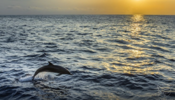 México retira redes de pesca en santuario de vaquita marina