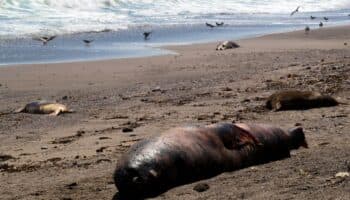 Más de 3 mil lobos marinos mueren en Chile por gripe aviar