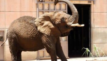 Ely, 'la elefanta más triste del mundo', gana batalla legal y obtiene amparo
