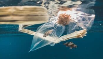 Descubren ecosistema en el Gran Parche de Basura del Pacífico