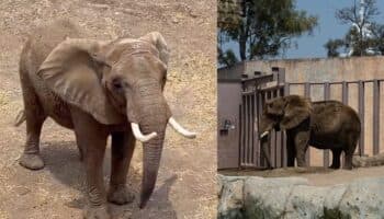 Caso Ely: Entre protestas, anuncian que la elefante Gipsy llegará al Zoológico San Juan de Aragón