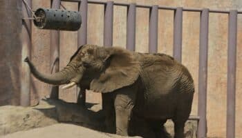 Meter más elefantes en Zoológico de Aragón va contra tendencia mundial: Valencia | Entérate