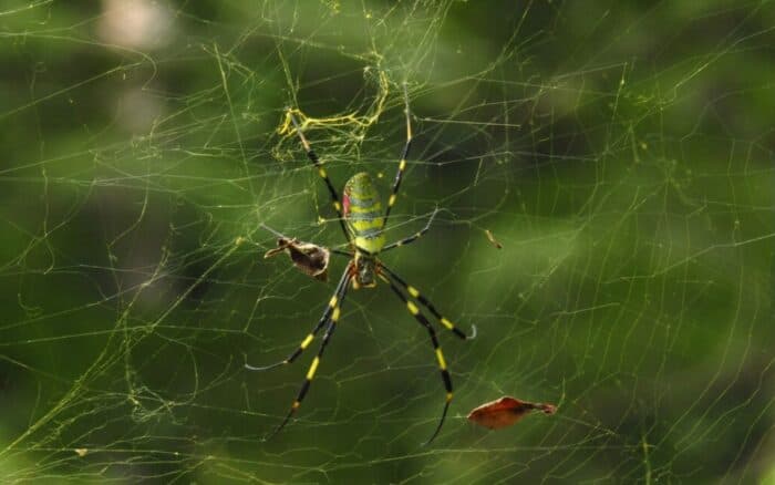 Estudio alerta del peligro que supone el desconocimiento de las arañas