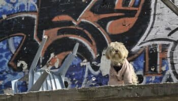 En CDMX, van por 5 años de cárcel y multa de 51 mil pesos a quien abandone perros en azoteas
