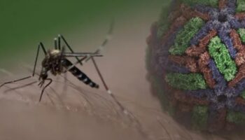 Brasil supera los 500 mil casos de dengue en 2024; Río de Janeiro declara emergencia sanitaria