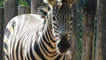 ¡Adiós, Karo! Fallece cebra del zoológico de Chapultepec