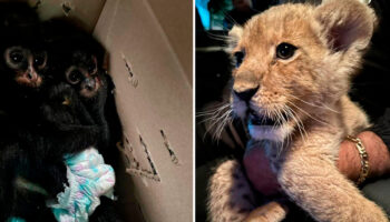 Rescatan a cachorro de león y a 3 mono araña en CDMX; hay detenidos