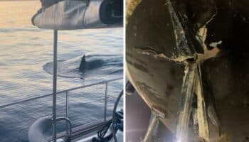 Gladis, la orca que enseña a otras ballenas a vengarse de los humanos en veleros