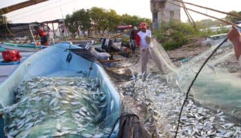 Asesinato de Minerva Pérez refleja la influencia del crimen organizado en la industria pesquera: Ernesto Eslava | Video