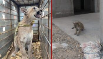 Profepa rescata a puma abandonado en casa en obra negra | Videos