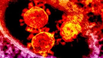 Usan bacteria para transformar CO2 en bioplástico: Páez