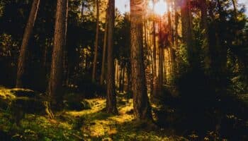Las Plumas de la Serpiente: En la vida nada es blanco y negro