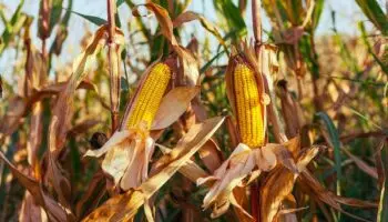 EU escala conflicto de maíz con México; solicita panel del T-MEC