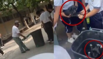 Videos | Denuncian crueldad animal contra perros en escuela secundaria de Juchitán, Oaxaca