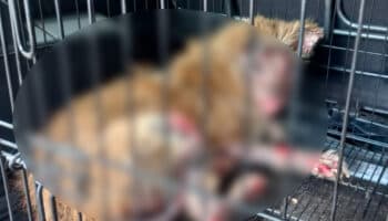 Piden ayuda para salvar a 'Pollito', lomito quemado con químico