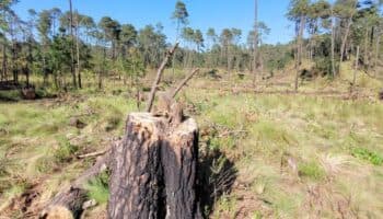 Denuncian inacción del gobierno sobre tala ilegal de árboles en San Miguel Topilejo