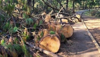 Miembros de San Miguel Topilejo exigen intervención para frenar tala ilegal de árboles | Video