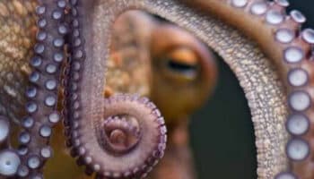 El sueño de los pulpos tiene patrones muy similares a los humanos