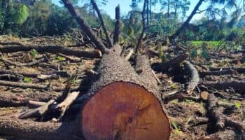 Volveremos a tomar carreteras si autoridades no cumplen: Miembros de San Miguel Topilejo | Entérate