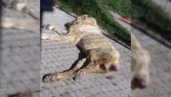 Black Jaguar | A 1 año del rescate, así lucen los felinos; ningún detenido