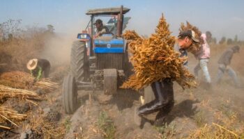 Presupuesto que desprecia al campo | Artículo