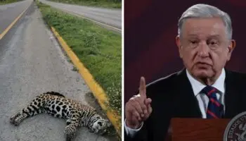 AMLO niega que jaguares sean atropellados en Playa del Carmen