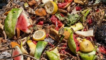 14% de la comida del mundo se desperdicia: FAO