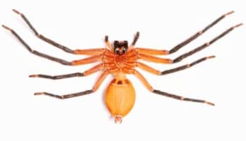 Fotos | Descubren araña cangrejo gigante en Ecuador