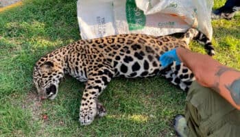 Jaguar muere atropellado en Playa del Carmen